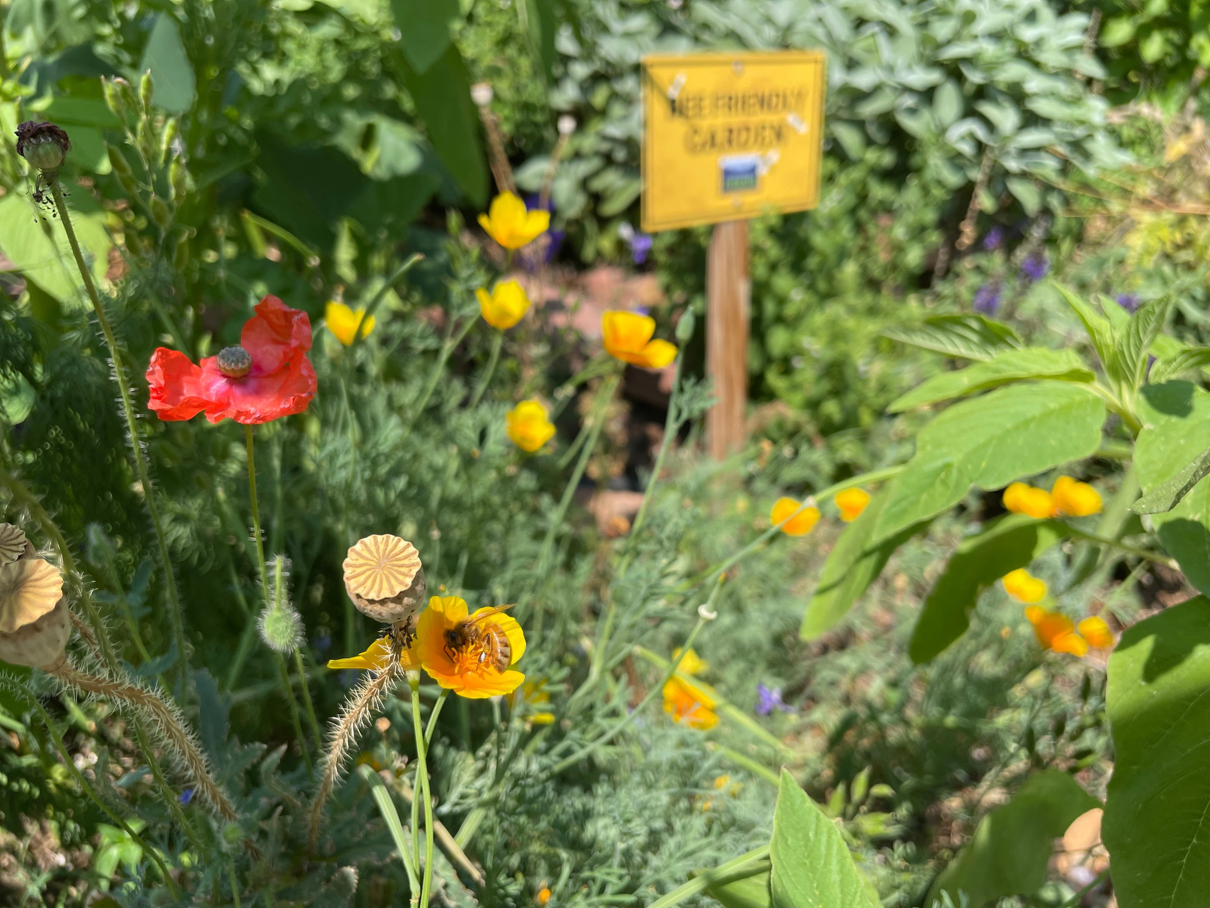 Save The Pollinators β Environment America Shop