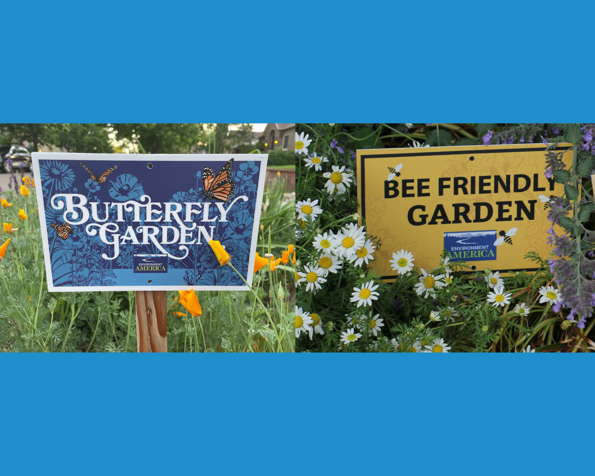 Pollinator Garden Kits