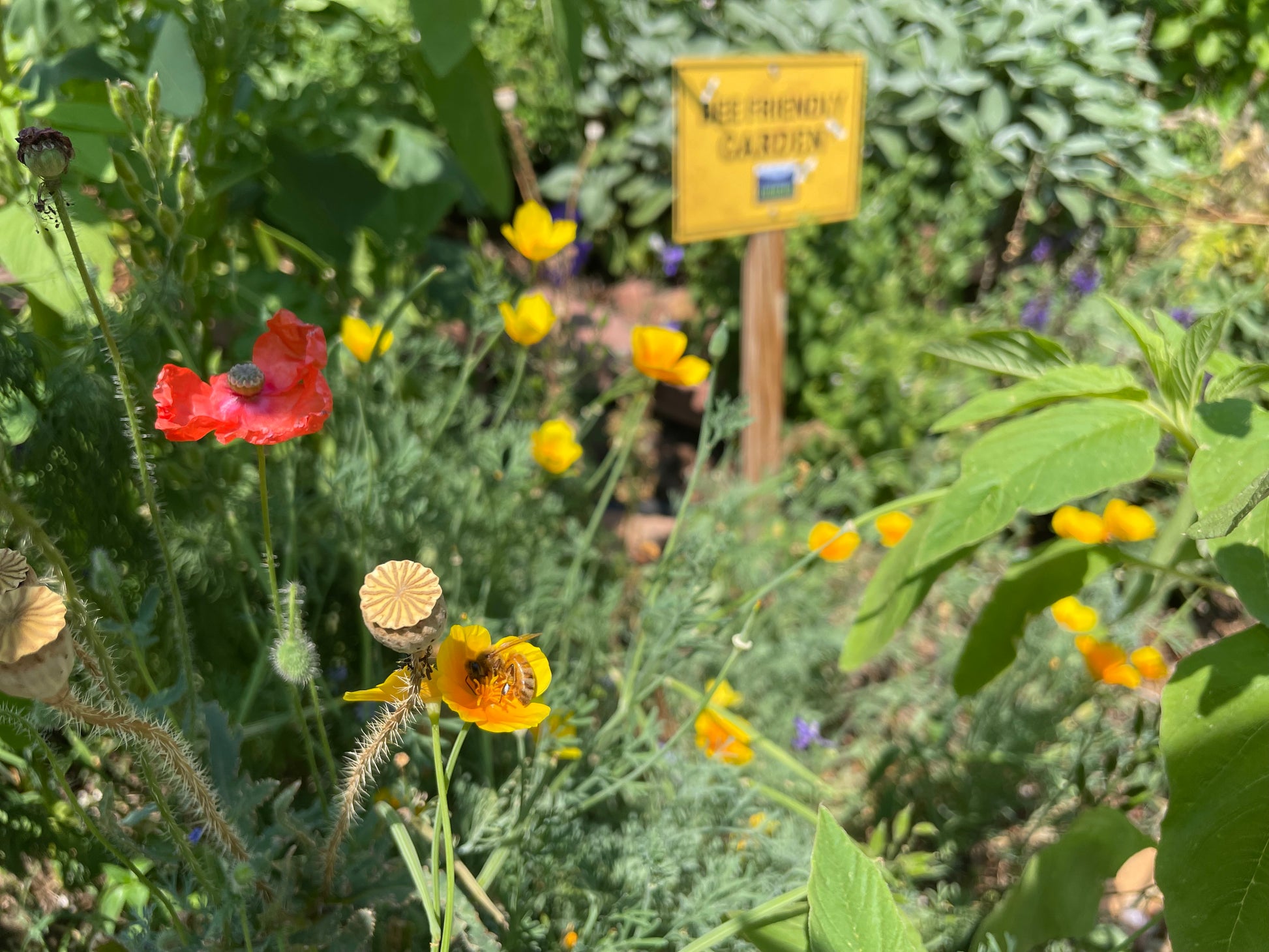 Bee Friendly Garden Kit