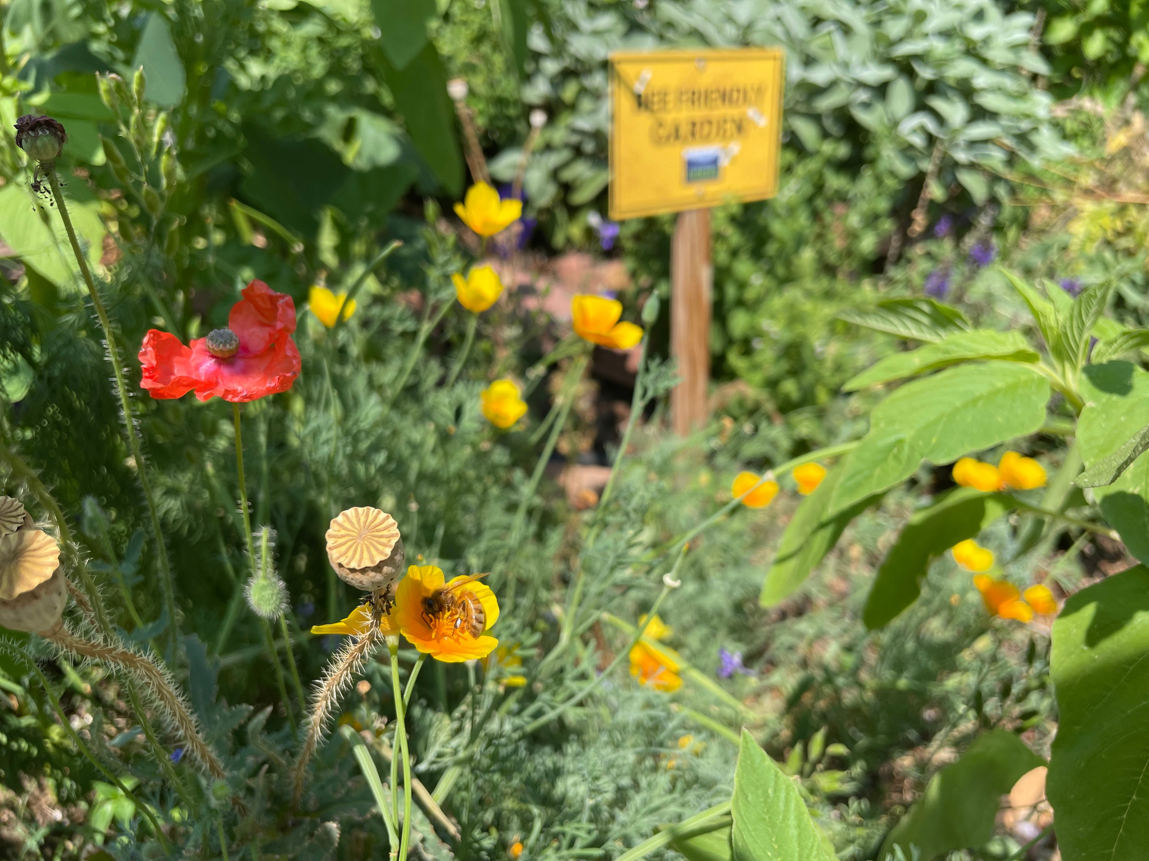 Bee Friendly Garden Kit