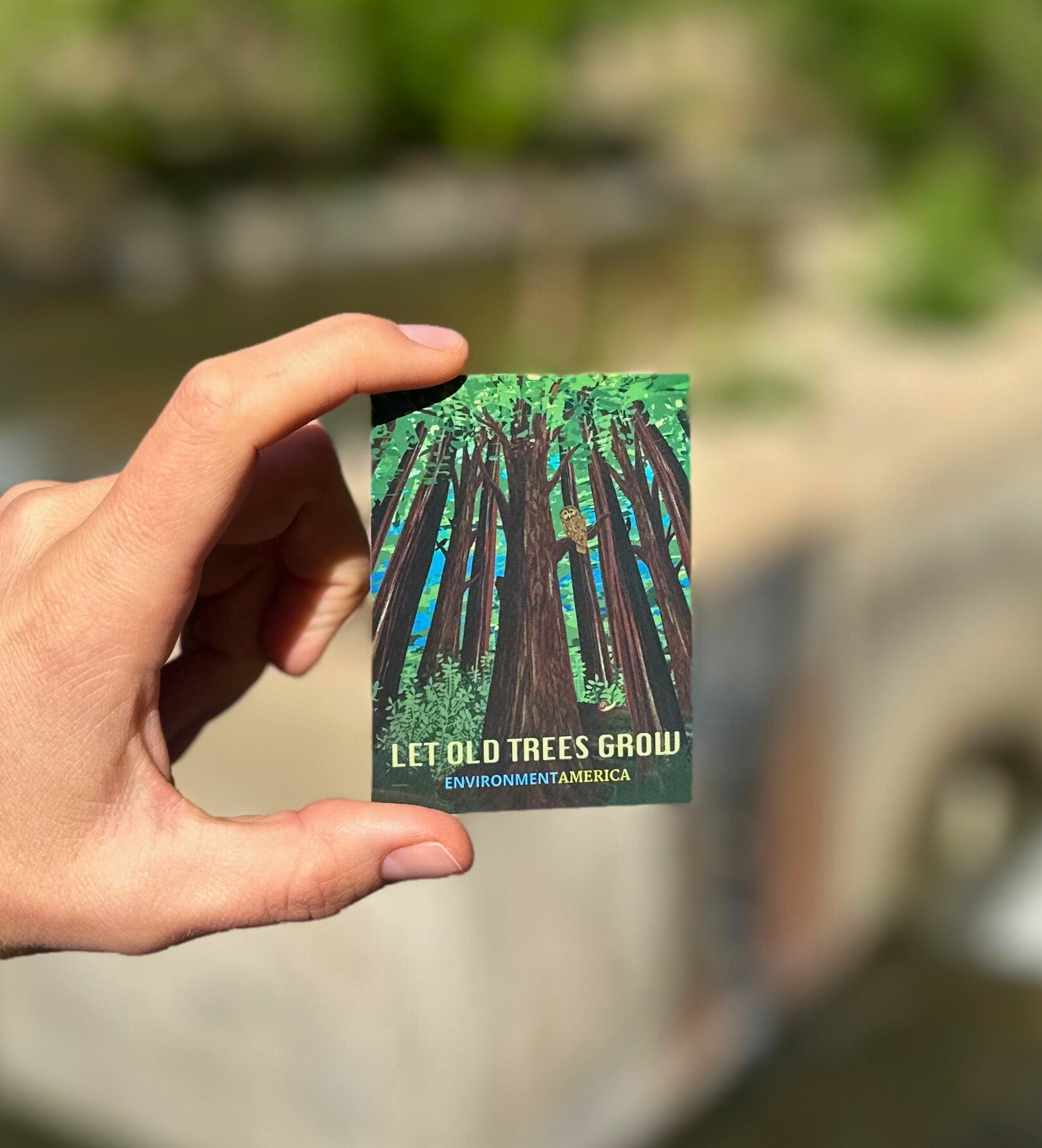 Let Old Trees Grow Stickers (set of 3)