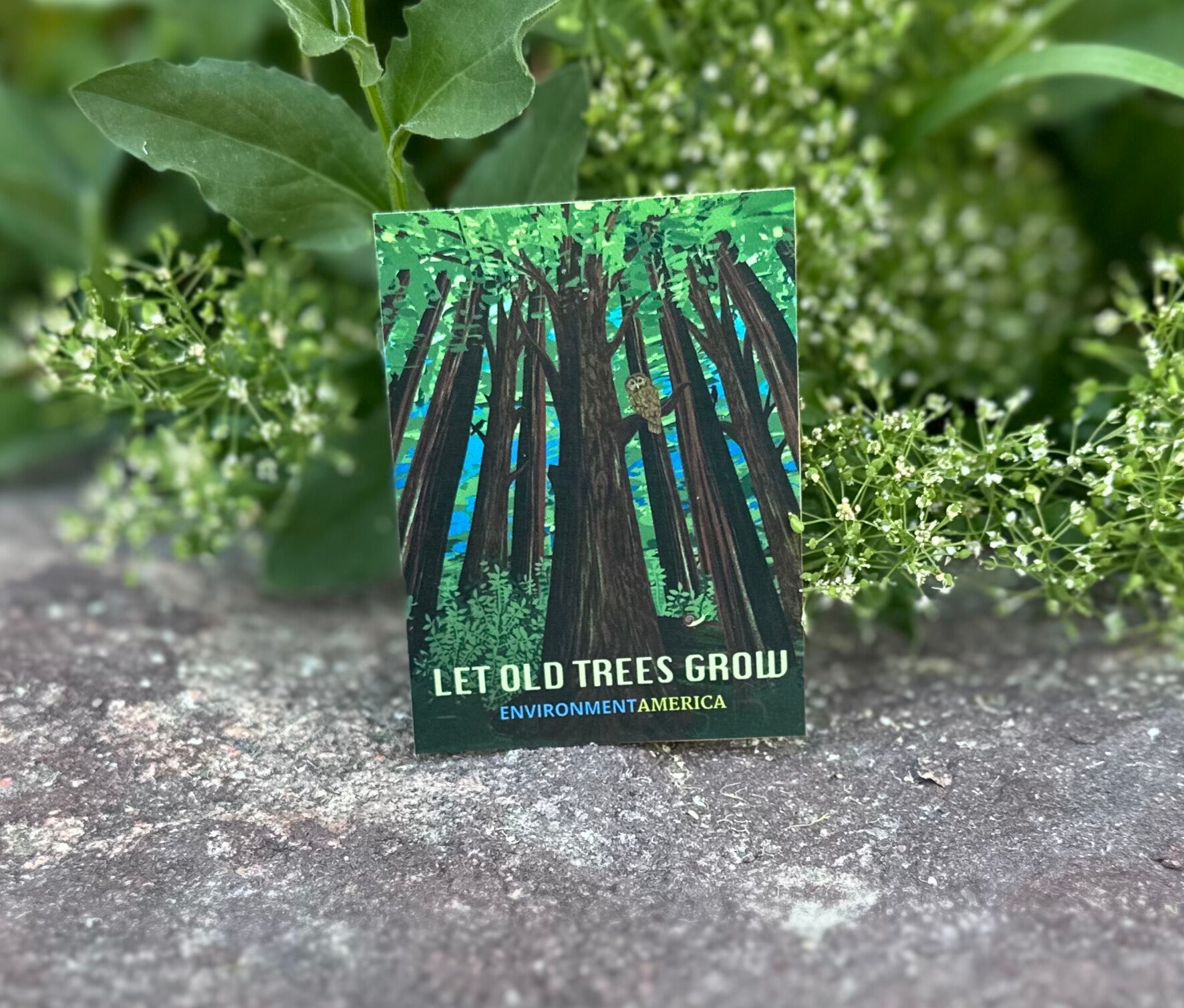 Let Old Trees Grow Stickers (set of 3)