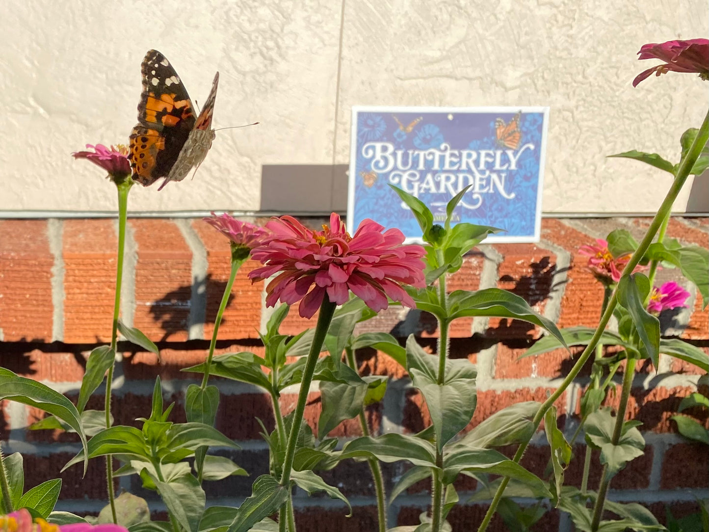 Butterfly Habitat Garden Kit – Native Flower Company