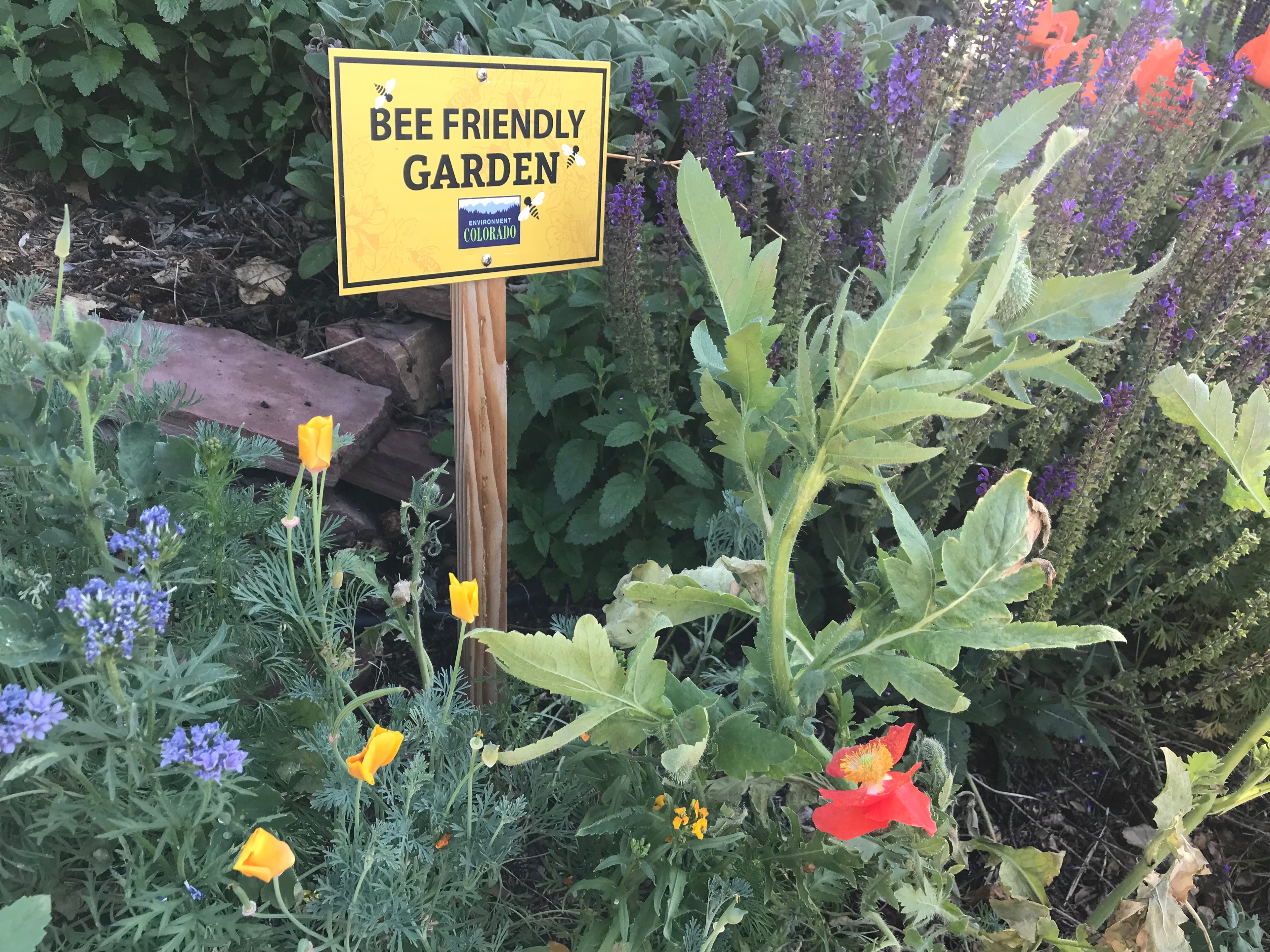 Bee Friendly Garden Kit
