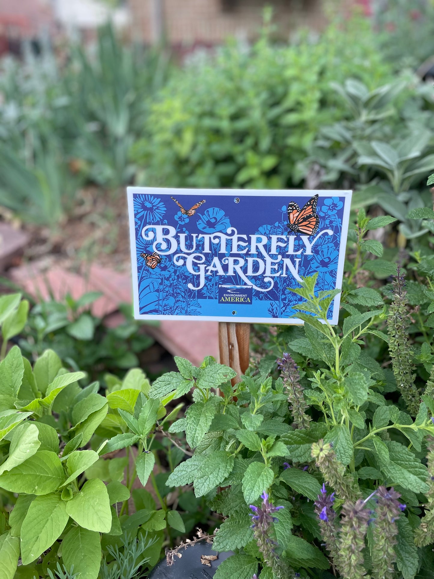 Butterfly Garden Kit